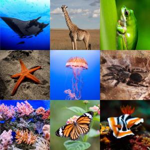 Reino animalia