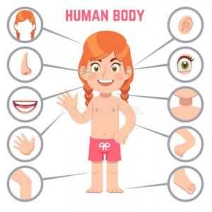 Conociendo las partes del cuerpo