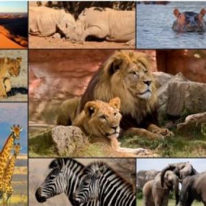 WILD ANIMALS
