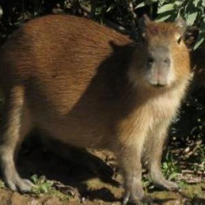 Fauna del Pre Delta