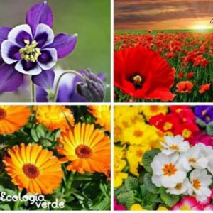 MEMOTEST PRIMAVERAL