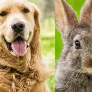 Animales domesticos