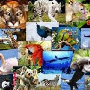 Memotest El Reino Animal
