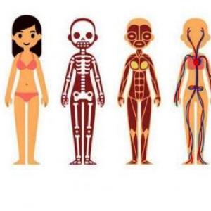 Sistemas del cuerpo