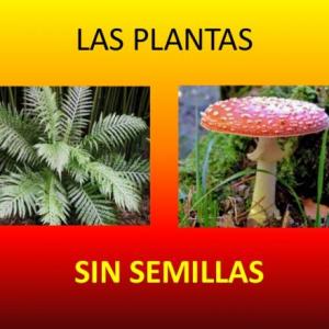 Plantas sin semillas