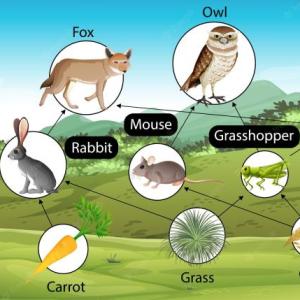 Food and animals
