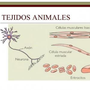 Imagen de portada del videojuego educativo: Tejidos animales, de la temática Biología