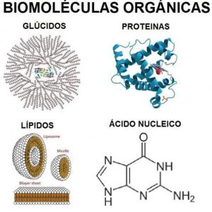 Imagen de portada del videojuego educativo: BIOMOLECULAS ORGÁNICAS, de la temática Biología