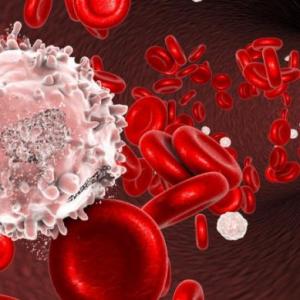 El juego de la hematopoyesis