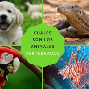 Animales