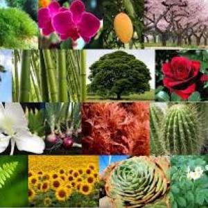 LAS PLANTAS