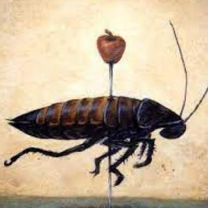 JUGUEMOS CON LA METAMORFOSIS