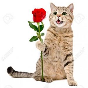 ¿Y TE GUSTAN LAS ROSAS?