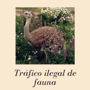 Tráfico de animales Uruguay pequeña muestra.
