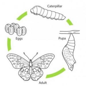 Imagen de portada del videojuego educativo: La mariposa , de la temática Medio ambiente