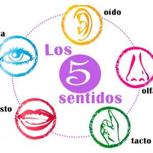 Los órganos de los sentidos