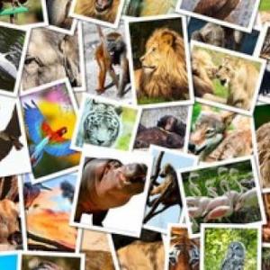 Animales Del Mundo
