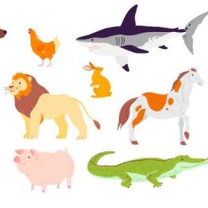 Categorías de animales 