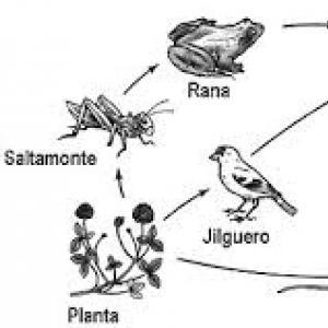 Ahorcado animales