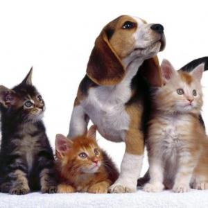 Memotest Animales