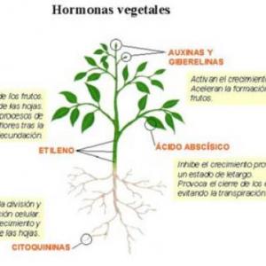 EL CRECIMIENTO DE LAS PLANTAS