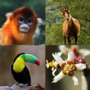ANIMALES EN INGLES
