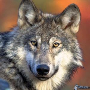 EXPERTOS EN LOBOS
