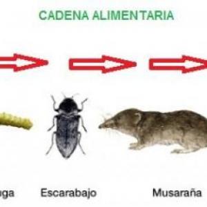 Cadena Trófica
