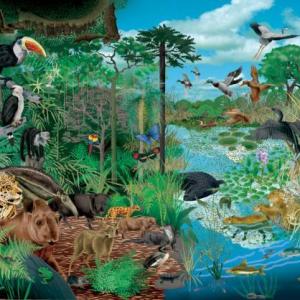 Niveles de la Biodiversidad