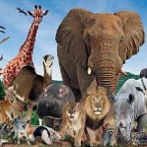 Animales Salvajes