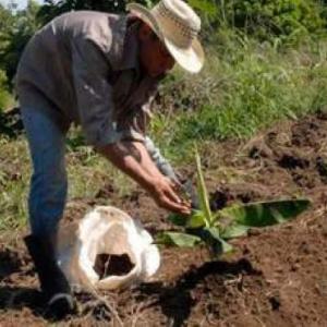 Manejo de los suelos ácidos