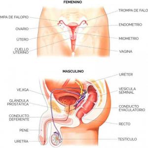 Sistemas reproductores (femenino y masculino)