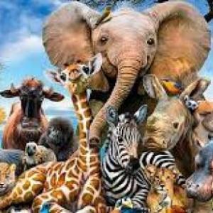 ANIMALES