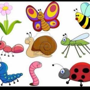 Invertebrados