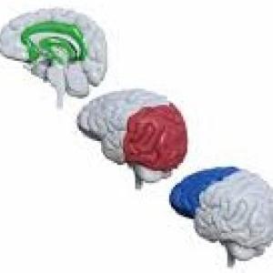 Neuroeduación y DUA 1