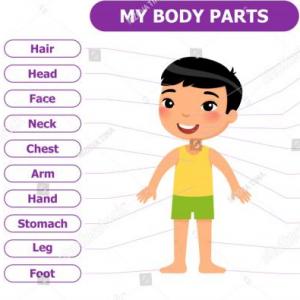 Body parts