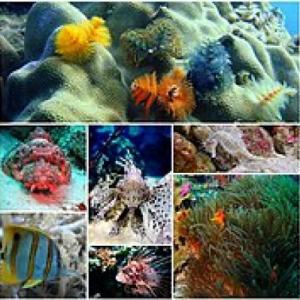 Seres Marinos Ahorcado
