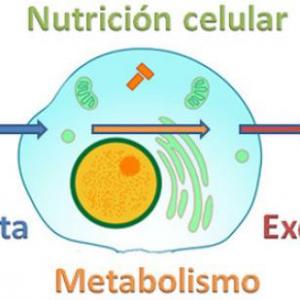Imagen de portada del videojuego educativo: LA NUTRICIÓN CELULAR, de la temática Biología