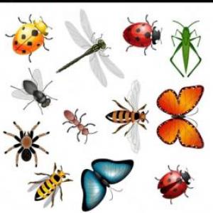 Animales vertebrados e invertebrados