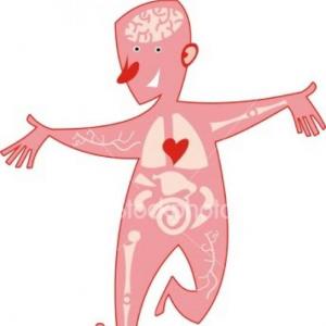 El cuerpo humano