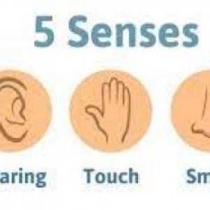 Senses