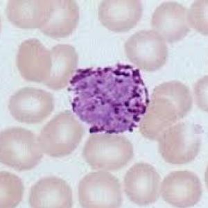 Histologia