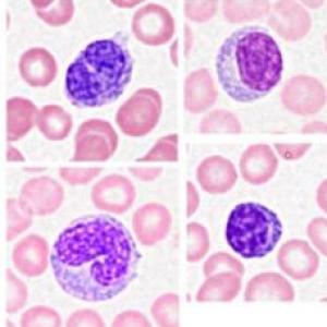 Histologia
