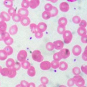 Histologia