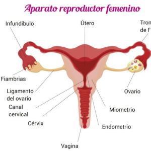 El sistema reproductor femenino