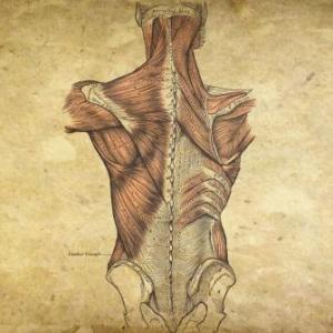 Palabras de Anatomía