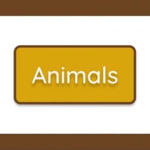 Animals
