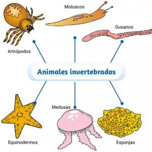 Invertebrados (Artrópodos)
