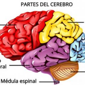 Partes del cerebro