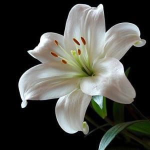 Flores